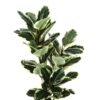 47" Tall, Artificial Plant, Oak Tree, Indoor, Faux, Fake, Floor, Greenery, Potted, Real Touch, Decorative - Green / Black - Image 4