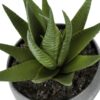 6" Tall, Artificial Plant, Succulent, Indoor, Faux, Fake, Table, Greenery, Potted, Decorative (Set of 3) - Green / Gray - Image 4