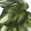13" Tall, Artificial Plant, Monstera Calthea, Indoor, Faux, Fake, Table, Greenery, Potted, Decorative (Set of 2) - Green / Black - Image 3