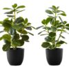 14" Tall, Artificial Plant, Ficus, Indoor, Faux, Fake, Table, Greenery, Potted, Decorative (Set of 2) - Green / Black - Image 6