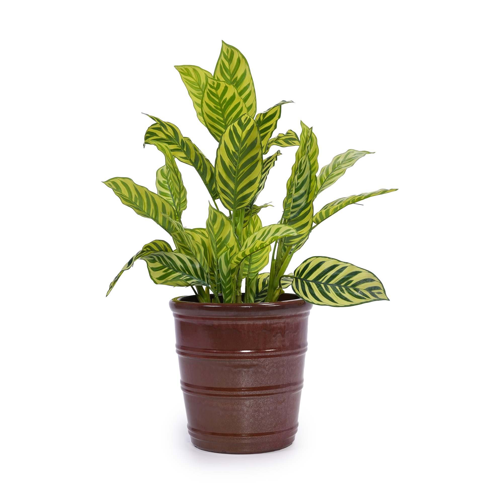 3 Pieces Ceramic Flowerpot, Planter For Patio, Garden Or Windowsills - Bean Paste Red - Image 6