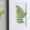 Botanical And Fern Wall Art, Wall Decor For Living Room Dining Room Entryway (Set of 4) - White / Black - Image 9