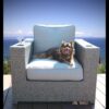 Patio Chair With Cushions - Gray - Image 8