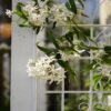 2 Pack Metal Garden Rustproof Trellis For Climbing Plants Outdoor Flower Support - Cream White - Image 7