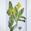 Botanical Flower Wall Art, Home Decor For Living Room Dining Room, Bedroom, Hallway (Set of 4) - White / Blue - Image 11