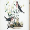 Bird Framed Print (Set of 4) - Multicolor - Image 12