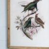 Bird Framed Print (Set of 2) - Multicolor - Image 10