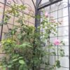 4 Pack Metal Garden Trellis For Climbing Plants Outdoor Rustproof Plant Support Rose Trellis Netting Trellis - Black - Image 9