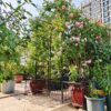 Metal Garden Arch With Gate High Climbing Plants Support Rose Arch Outdoor - Black - Image 4