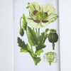 Botanical Flower Wall Art, Home Decor For Living Room Dining Room, Bedroom, Hallway (Set of 4) - White / Blue - Image 8