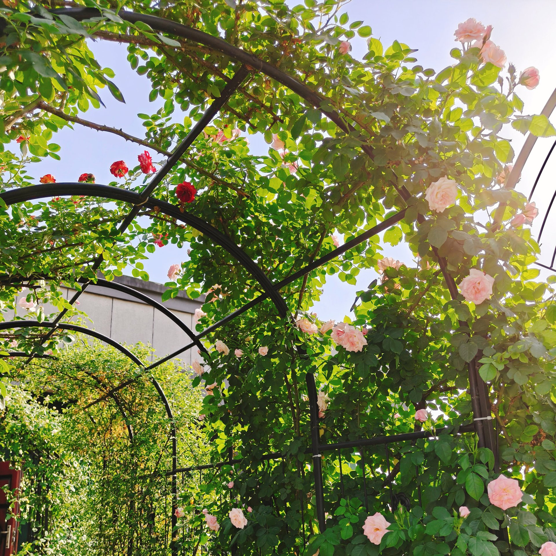 Metal Garden Arch With Gate Wide High Climbing Plants Support Rose Arch Outdoor - Black - Image 3