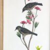 Bird Framed Print (Set of 4) - Multicolor - Image 13