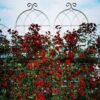2 Pack Metal Garden Rustproof Trellis For Climbing Plants Outdoor Flower Support - Cream White - Image 12