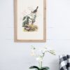 Bird Framed Print (Set of 4) - Multicolor - Image 6